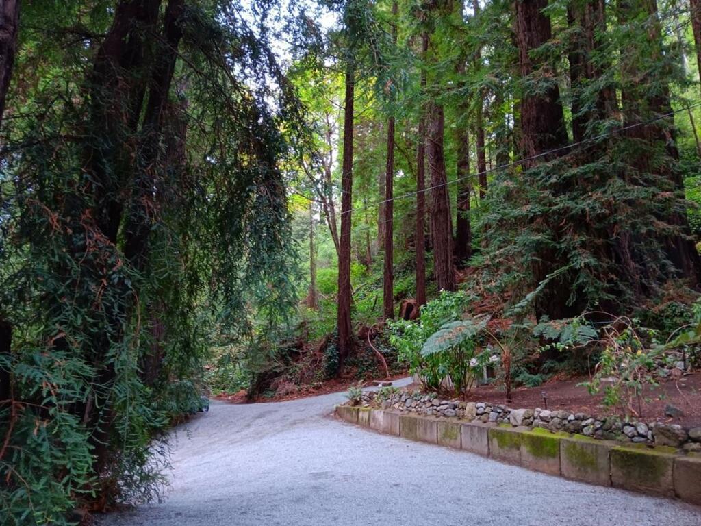 Lofted Studio Cabin In The Redwoods! Guest House Notleys Landing Luaran gambar