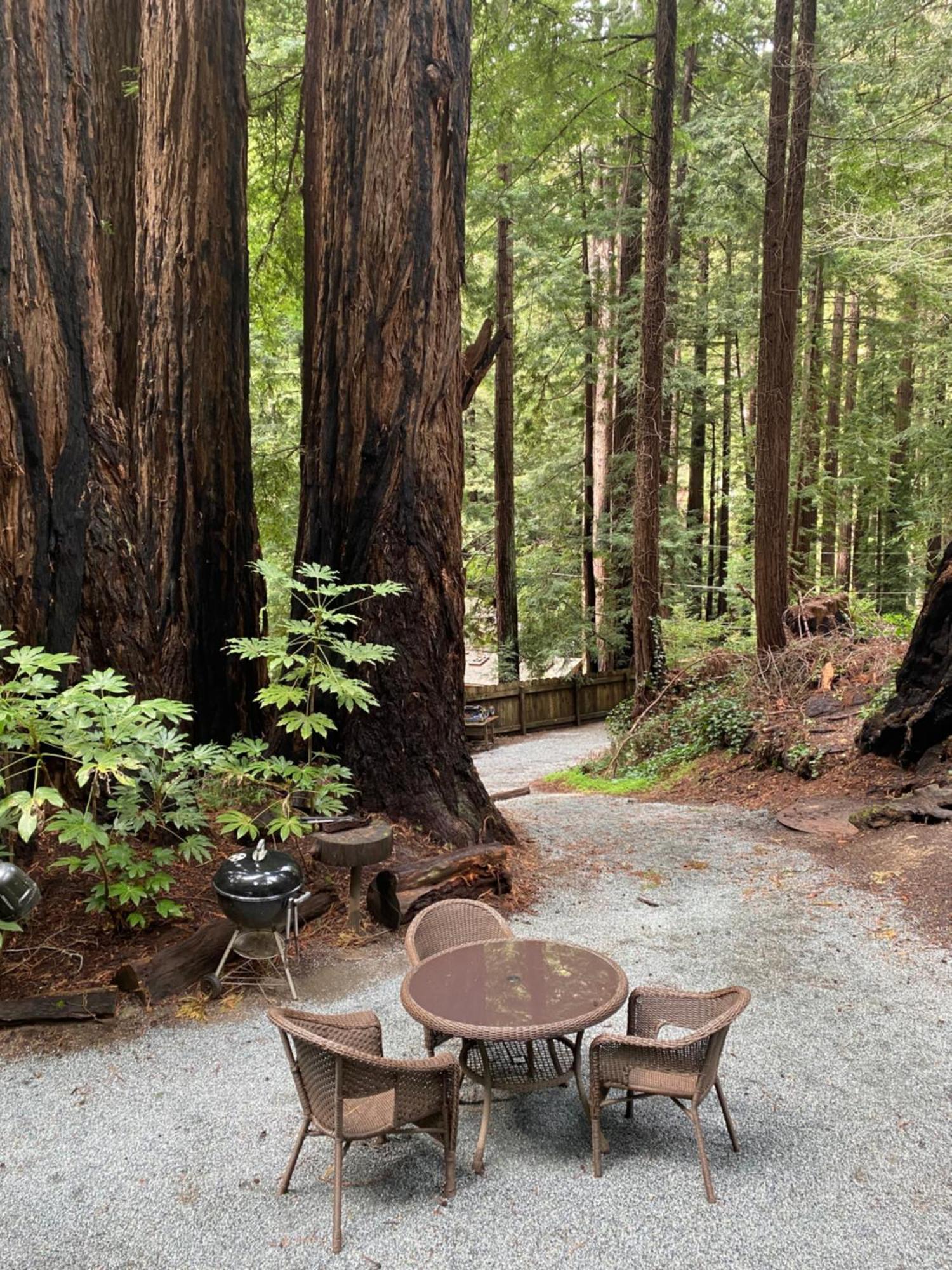 Lofted Studio Cabin In The Redwoods! Guest House Notleys Landing Luaran gambar